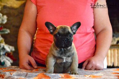 Cucciolo Bouledogue Francese fulvo