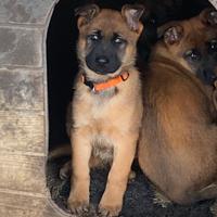 Incrocio malinois pastore tedesco