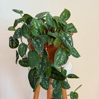 Scindapsus Pictus pianta ricadente