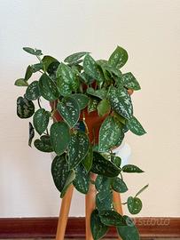 Scindapsus Pictus pianta ricadente