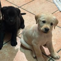 Labrador cuccioli