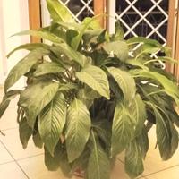 Pianta Giglio della Pace