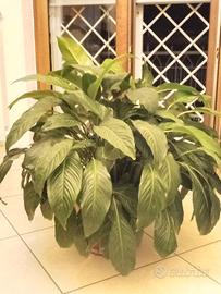 Pianta Giglio della Pace