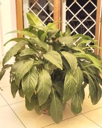 Pianta Giglio della Pace