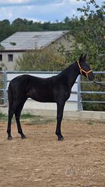 Cavallo