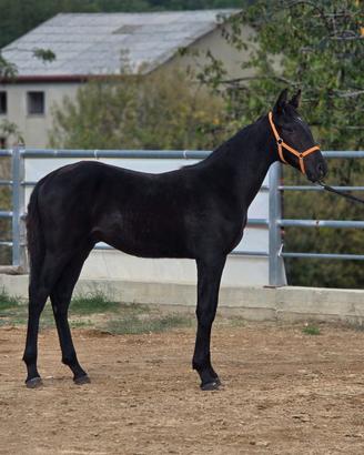 Cavallo