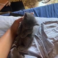 Cuccioli di un mese e mezzo