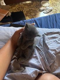 Cuccioli di un mese e mezzo