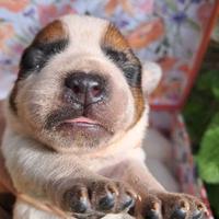 Cuccioli di Australian Cattledog