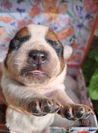 Cuccioli di Australian Cattledog