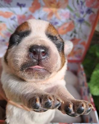 Cuccioli di Australian Cattledog