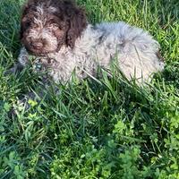 Lagotto