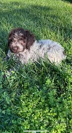 Lagotto
