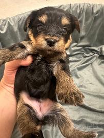 Morkie cuccioli su prenotazione