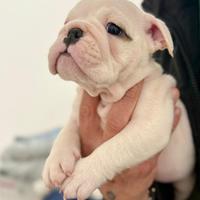 Cuccioli bulldog inglese pedigree ENCI