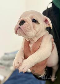 Cuccioli bulldog inglese pedigree ENCI