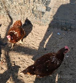 Galline