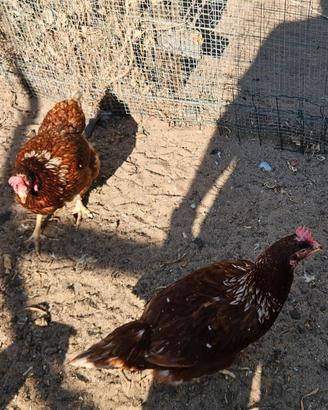 Galline