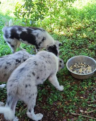 Cuccioli Border Collie Blue merle