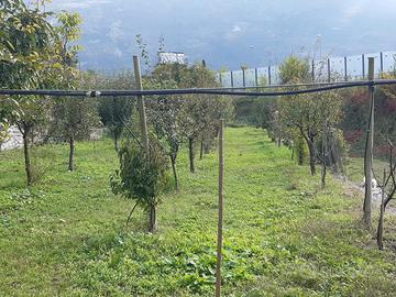Terreno agricolo terrazzato con imp. irrigazione