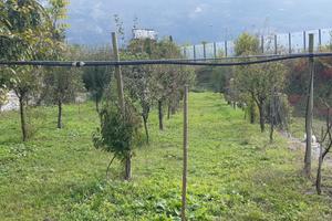Terreno agricolo terrazzato con imp. irrigazione