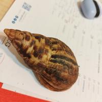 Chiocciole africane giganti achatina reticolata