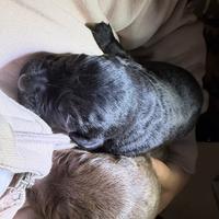 Cuccioli di labrador
