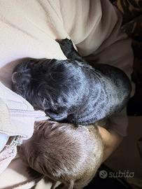 Cuccioli di labrador