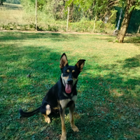 Australian Kelpie