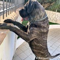 Cane corso