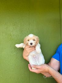 Maltipoo