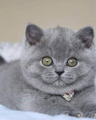 CUCCIOLI di BRITISH SHORTHAIR BLU