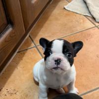 Cucciola di bulldog francese femmina