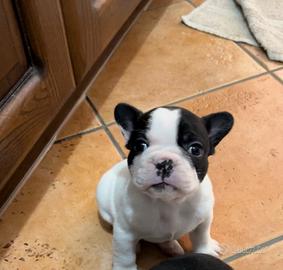 Cucciola di bulldog francese femmina