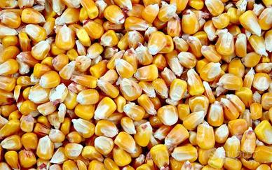 Mais Granoturco