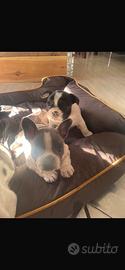 Cucciole di Buldog francese femmine