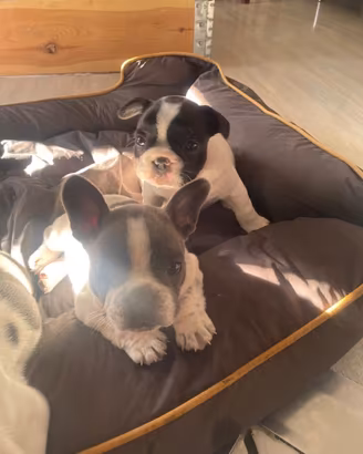 Cucciole di Buldog francese femmine
