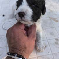 Lagotto romagnolo