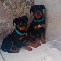 Cucciolo rottweiler