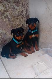 Cucciolo rottweiler