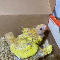 Pulli di parrocchetti dal collare