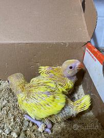 Pulli di parrocchetti dal collare