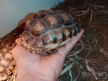 Tartarughe sulcata