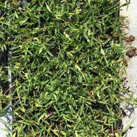 Piante di gramignone (Stenotaphrum secundatum)