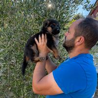 Cuccioli di pastore tedesco