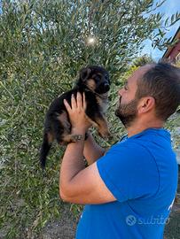 Cuccioli di pastore tedesco