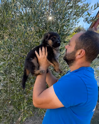 Cuccioli di pastore tedesco
