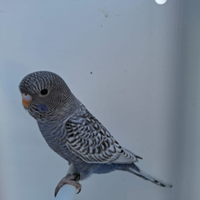 Cocorite faccia nera