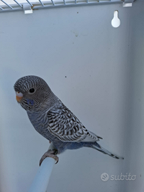 Cocorite faccia nera