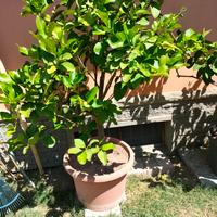 Piante Limoni in vaso